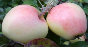 Popis odrůdy jabloně riga dove, výnosové charakteristiky a pěstitelské oblasti